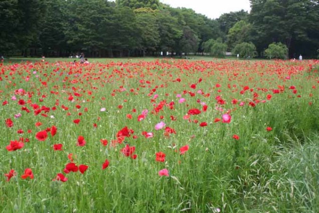 小金井公園　柿内